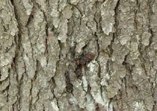 Gum spot cased by peach bark beetle.